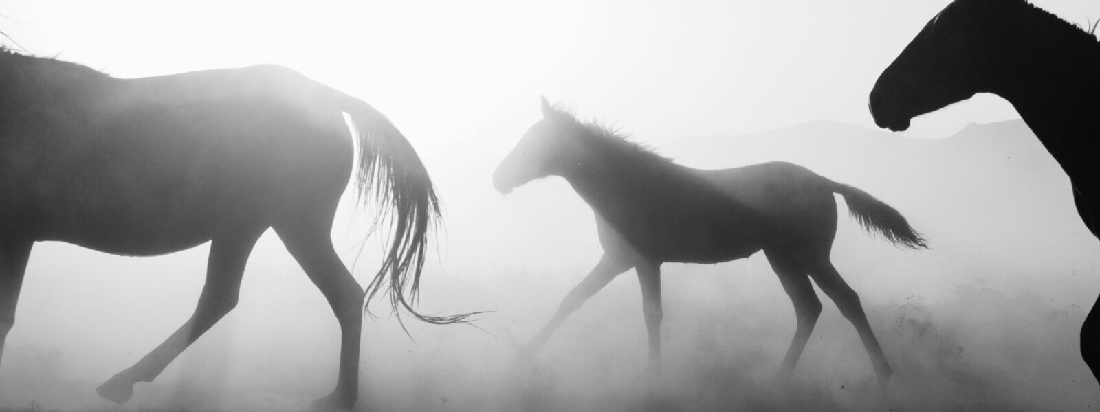 Horses Running in a Shadow