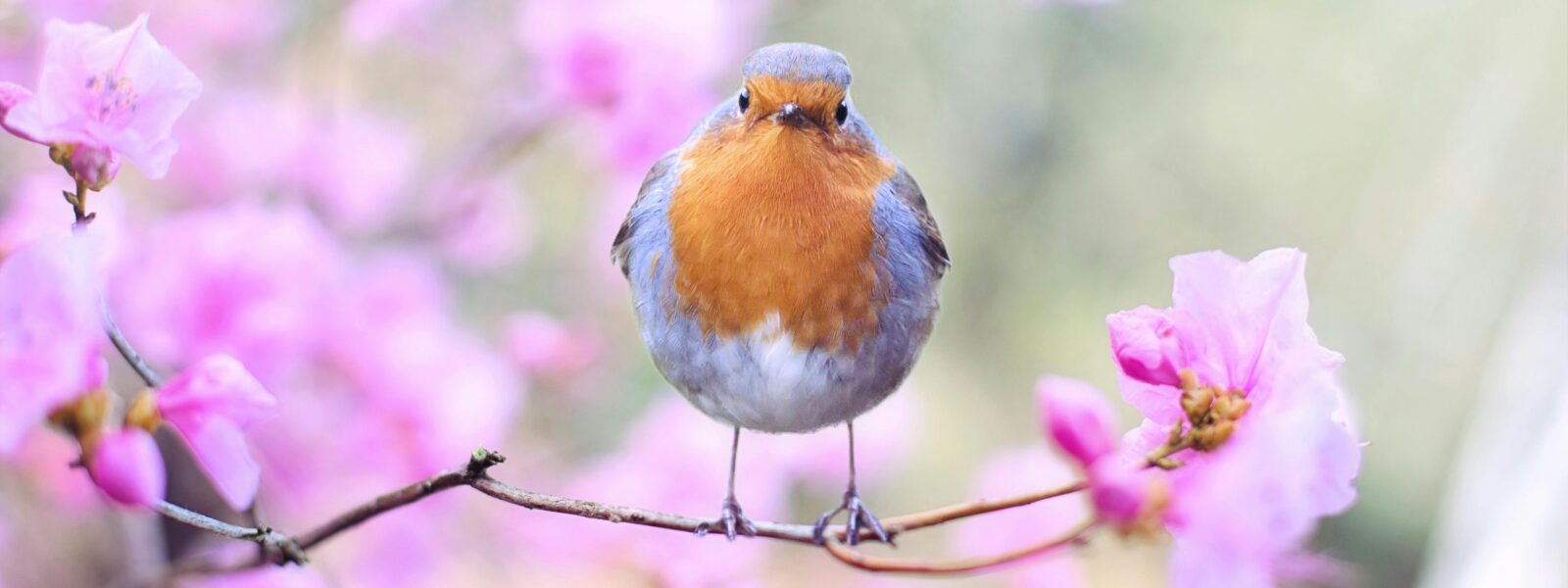 Shallow Focus Photography of Bird